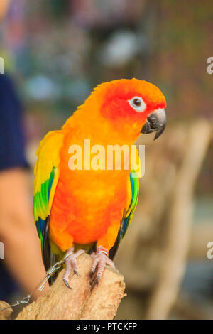 Perruche Soleil enchaîné jambe perroquet qui l'air si triste et agoniser. La perruche conure soleil ou soleil (Aratinga solstitialis) est une moyenne des colore Banque D'Images