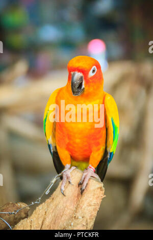 Perruche Soleil enchaîné jambe perroquet qui l'air si triste et agoniser. La perruche conure soleil ou soleil (Aratinga solstitialis) est une moyenne des colore Banque D'Images