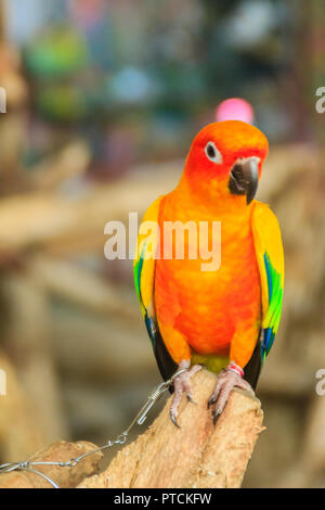 Perruche Soleil enchaîné jambe perroquet qui l'air si triste et agoniser. La perruche conure soleil ou soleil (Aratinga solstitialis) est une moyenne des colore Banque D'Images