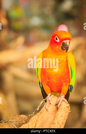 Perruche Soleil enchaîné jambe perroquet qui l'air si triste et agoniser. La perruche conure soleil ou soleil (Aratinga solstitialis) est une moyenne des colore Banque D'Images