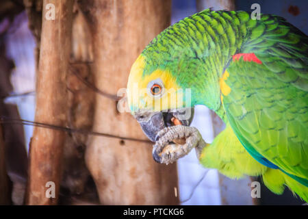 Jambe à tête jaune enchaînés amazon est de manger des aliments. L'amazone à tête jaune (Amazona oratrix), également connu sous le nom de l'amazone à tête jaune et jaune double- Banque D'Images