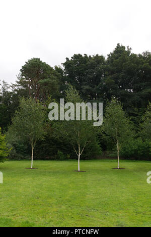 3 Trois jeunes bouleaux d'argent planté sur une pelouse et soignées avec des bois à l'arrière-plan. Banque D'Images