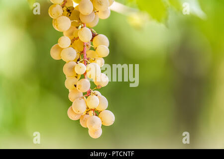 Gros plan du blanc, vert ou jaune Grechetto vin vigne grappes suspendues bunch à Assise, Ombrie, Italie vineyard winery, zone floue, flou flou Banque D'Images