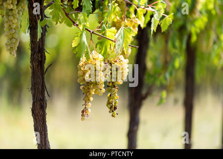 De nombreux grands blanc, vert ou jaune Grechetto vin vigne grappes suspendues bunch à Assise, Ombrie, Italie vineyard winery, l'arrière-plan flou, maladie, v Banque D'Images