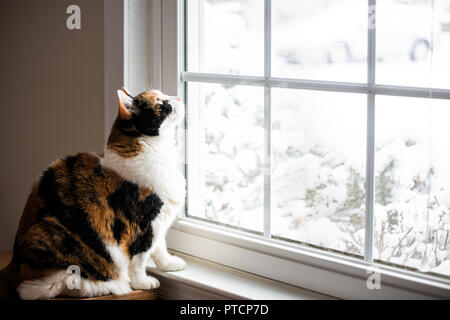 Femme, mignon chat calico sur rebord de la fenêtre à regarder les oiseaux jusqu'à l'extérieur à travers le verre avec de la neige en hiver Banque D'Images