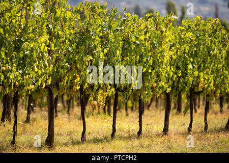 De nombreux grands blanc, vert ou jaune Grechetto vin vigne grappes suspendues bunch à Assise, Ombrie, Italie vineyard winery au coucher du soleil, l'arrière-plan flou, Banque D'Images