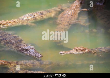 Les jeunes crocodiles sont flottant dans l'eau à la ferme de crocodile ou Alligator Farm, un établissement d'élevage pour produire de la viande d'alligator et crocodile, Banque D'Images