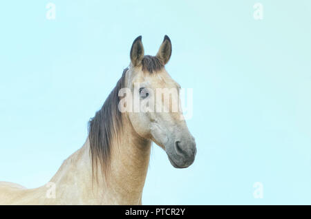 Equus ferus caballus. Cheval, avec des cheveux de couleur crème, est à la recherche de l'appareil photo. Beau look. Portrait d'animaux au coucher du soleil. Scène rurale. Banque D'Images