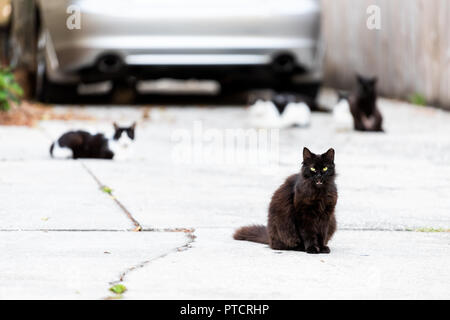 De nombreux Stray Cats fourrure cheveux longs noirs avec des yeux verts fixant à la séance sur les rues de trottoir à Sarasota, Floride, peur de parler miaulement ouvrir jsmn Banque D'Images