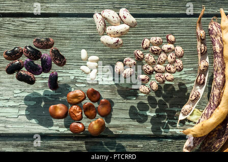 Sélection de différents (haricots borlotti,large,French,runner). Ces ont été enregistrés à planter pour la saison suivante. Banque D'Images