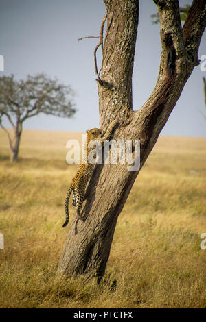 'Un puissant climber' avec un africain de Leopard sur un arbre acaica à Serengeti Banque D'Images