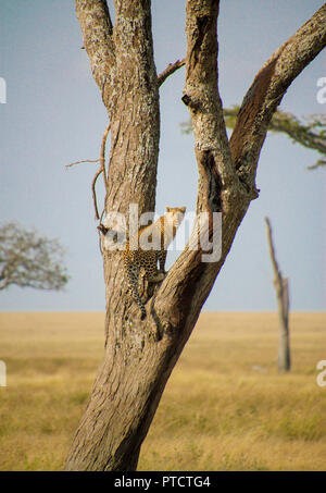 'Un puissant climber' avec un africain de Leopard sur un arbre acaica à Serengeti Banque D'Images