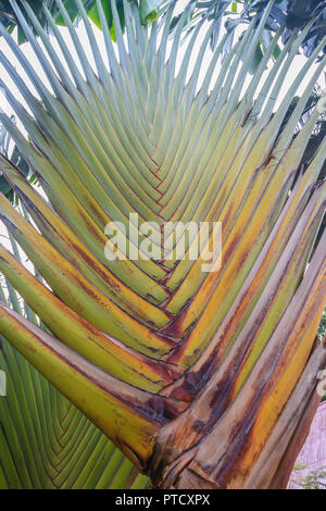 Feuilles en forme de ventilateur distinctif de chèques de palm ou Ravenala madagascariensis, communément appelé arbre du voyageur ou de palmiers, de Madagasca Banque D'Images