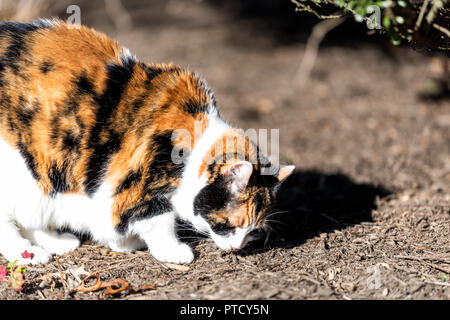 Curieux chat calico debout à l'extérieur, à sniffer, humer le parfum de la recherche, le jardin, le marquage du territoire dans l'avant ou à l'arrière-cour de la maison, chambre de paillis Banque D'Images