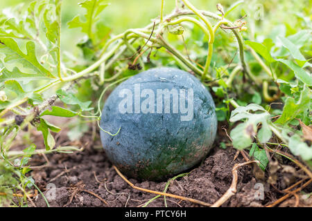 Petit melon pastèque vert foncé une plante en croissance vigne dans jardin Gros plan macro sur sol noir riche, feuilles Banque D'Images