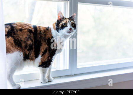 Un mignon, femme chat calico libre de face debout sur rebord de la fenêtre, regardant fixement à près de rideaux, stores à l'extérieur dans la chambre Banque D'Images