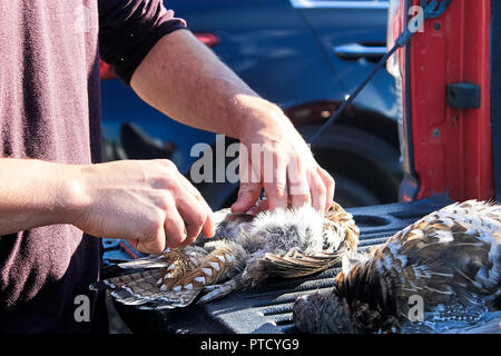 Poulets sauvages de nettoyage sur l'arrière d'un camion Banque D'Images