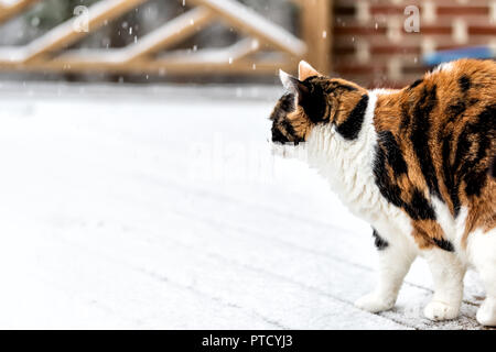 Vieux chat calico debout sur des planches en bois du pont couvert de neige durant tempête, verglas, neige météo avec des flocons de neige, des flocons tomber à l'extérieur, pis Banque D'Images