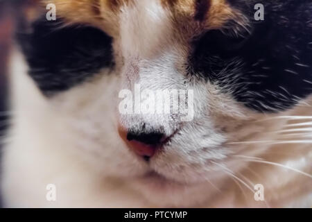 Gros plan macro de colère, sleepy chat calico face, tête avec malade, malade, nez irrité à Banque D'Images