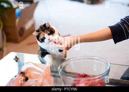 Vieux chat Calico debout sur ses pattes, se penchant sur la table avec deux pattes avant reniflant traiter, de jeu, de prendre de la viande, de grands yeux mignon adorable pour demander Banque D'Images