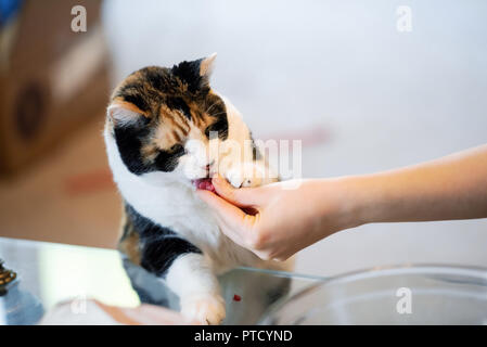 Vieux chat Calico debout sur ses pattes, se penchant sur la table avec deux pattes avant sniffer, lécher avec la langue à traiter, à la viande, de grands yeux mignon adorable anciennes Banque D'Images