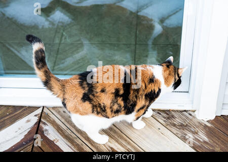 Gros plan du chat calico errants debout à l'extérieur par chambre, accueil, pont en bois, verre porte du balcon qui veulent, d'attente, demander, mendier pour aller à l'intérieur Banque D'Images