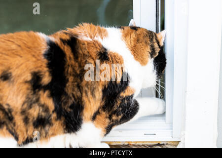 Libre d'un errant, seul chat calico debout à l'extérieur par chambre, accueil, pont en bois, balcon en verre, voulant en attente, demander, mendier pour aller à l'intérieur, op Banque D'Images