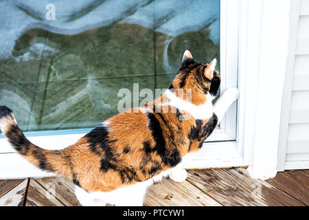 Gros plan du chat calico errants debout à l'extérieur par chambre, accueil, pont en bois, balcon en verre, voulant en attente, demander, mendier pour aller à l'intérieur, de l'ouverture de la porte w Banque D'Images