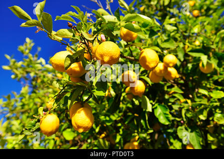 Citronnier (Citrus limon) × avec citrons mûrs, près de Mirtos, Crète, Grèce Banque D'Images