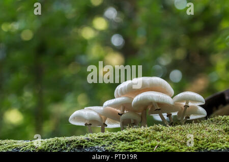 Tasses de champignons (Oudemansiella mucida) couvert de mousse sur le bois mort, Hesse, Allemagne Banque D'Images