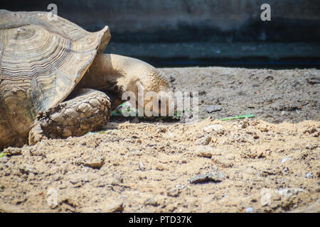 Tortue sillonnée géant (Centrochelys sulcata) est de consommer des aliments, également appelé la tortue sulcata. C'est une espèce de tortue, qui vit dans le th Banque D'Images