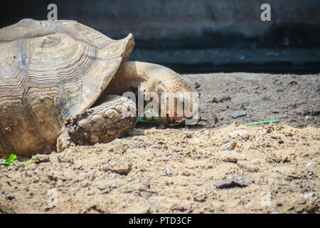 Tortue sillonnée géant (Centrochelys sulcata) est de consommer des aliments, également appelé la tortue sulcata. C'est une espèce de tortue, qui vit dans le th Banque D'Images