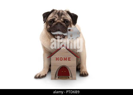Happy dog puppy pug avec clé de la maison s'asseyant avec miniature house, isolé sur fond blanc Banque D'Images