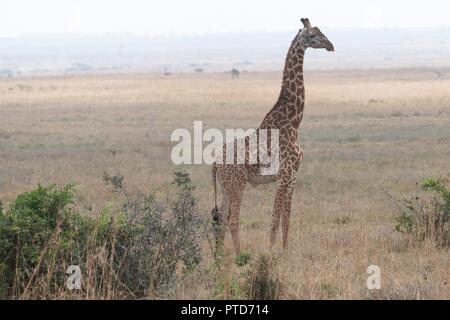 Une girafe dans les prairies du parc national de Nairobi vu pendant le safari tour de Première dame des États-Unis Melania Trump 5 Octobre 2018 à Nairobi, au Kenya. C'est le premier solo voyage international par la Première Dame. Banque D'Images