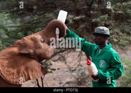 Un travailleur rss bébés éléphants orphelins au David Sheldrick Wildlife Trust au cours d'une visite de la Première Dame Melania Trump 5 Octobre 2018 à Nairobi, au Kenya. La première dame sur son premier solo voyage international. Banque D'Images