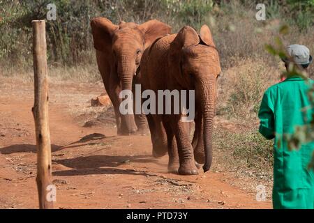 Bébés éléphants orphelins rush à un travailleur pour s'alimenter à la David Sheldrick Wildlife Trust au cours d'une visite de la Première Dame Melania Trump 5 Octobre 2018 à Nairobi, au Kenya. La première dame sur son premier solo voyage international. Banque D'Images