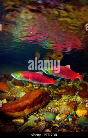 Image verticale d'un saumon rouge mâle et femelle dans l'eau propre du bras Salmon, en Colombie-Britannique. Banque D'Images