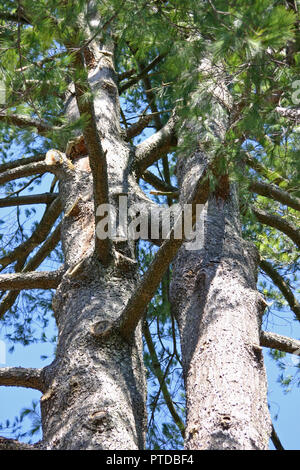 Deux jeunes adultes qui ont grandi à feuilles persistantes dont les branches se sont développés dans l'autre la fusion de l'ensemble des arbres Banque D'Images