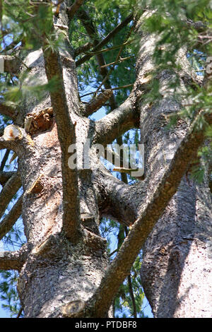 Deux jeunes adultes qui ont grandi à feuilles persistantes dont les branches se sont développés dans l'autre la fusion de l'ensemble des arbres Banque D'Images