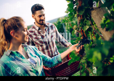 Wine grower montrant nice pendant la récolte des raisins Banque D'Images