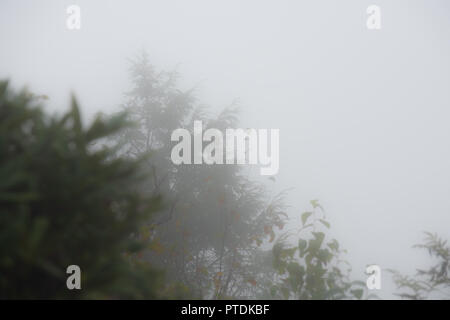 Arbres et arbustes enveloppée de brouillard - la pluie et brouillard dense sur Hawk Mountain. Hawk Mountain est une crête de montagne, une partie de la montagne Blue Ridge dans la chaîne de montagnes des Appalaches, situé dans le centre-est de la Pennsylvanie près de Reading et Allentown. La région comprend 13 000 acres de terres privées et publiques protégées, y compris les 2 600 hectares de montagne Hawk Sanctuaire. Credit : Don Mennig/Alamy Live News Banque D'Images