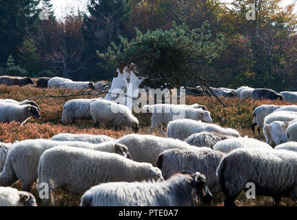 09 octobre 2018, en Rhénanie du Nord-Westphalie, Winterberg : Deux excursionnistes s'asseoir sur le Kahler Asten au milieu d'un troupeau de moutons dans une double chaise longue au soleil. Photo : Bernd Thissen/dpa Banque D'Images