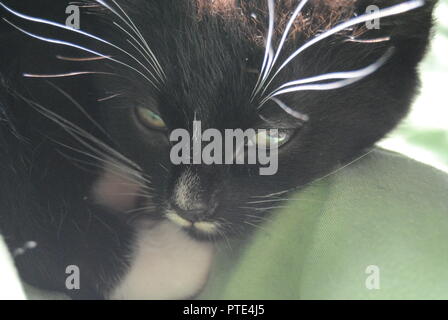 Un gros plan de la face de l'adorable chaton smoking noir et blanc avec des moustaches blanches, et les yeux d'un vert profond, reposant sur un contrat cadre vert Banque D'Images