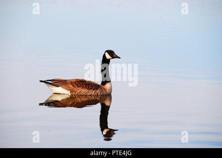 Un beau brun, noir et blanc de la bernache du Canada unique au milieu d'un quartier calme et étang bleu, réfléchissant sur l'eau Banque D'Images