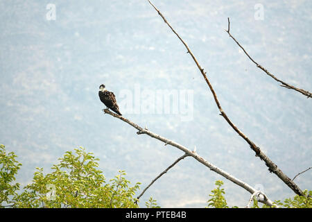 L'Osprey ou plus particulièrement l'ouest de l'Osprey est également appelé Sea Hawk, rivière hawk, et poissons - est un faucon, oiseau de proie avec un Banque D'Images