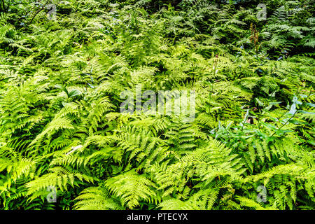 Grand groupe de Western Polystics le long d'un sentier de randonnée aux chutes lac près de la Coquihalla Sommet en Colombie-Britannique, Canada Banque D'Images