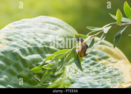 Escargot ramper sur une branche qui pèsent sur les Hostas Banque D'Images