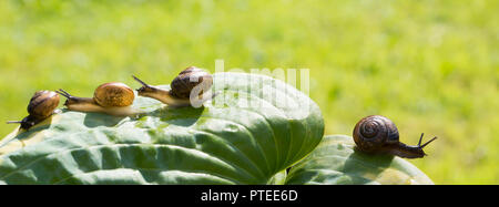 Quatre escargots de jardin qui se traîne sur une feuille Shortia soldanelloides Marginato-alba, panorama Banque D'Images