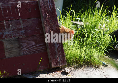 Chaton roux peeks de derrière un bouclier en bois. Banque D'Images