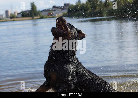 Un grand chien de race Rottweiler noir joue dans l'eau avec un vaporisateur, les prend à la volée. Banque D'Images